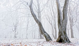 (“Snowy Forest” Image courtesy of Evgeni Dinev at http://www.freedigitalphotos.net/images/Trees_and_shrubs_g75-Snowy_Forest_p108344.html